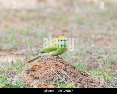 Asian Green Bee Eater Merops orientalis Southern Thailand BI045247 Stock Photo