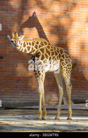 shadow and light drop shadow on a giraffe on the background of a brick wall Stock Photo