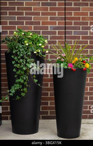 Modern black tall planters with colorful blooming flowers and green ivy against red brick wall on urban terrace. Decorative outdoor gardening Stock Photo