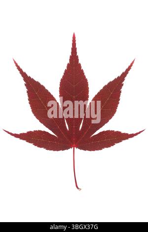 Red Japanese Maple acer leaf on white background Stock Photo