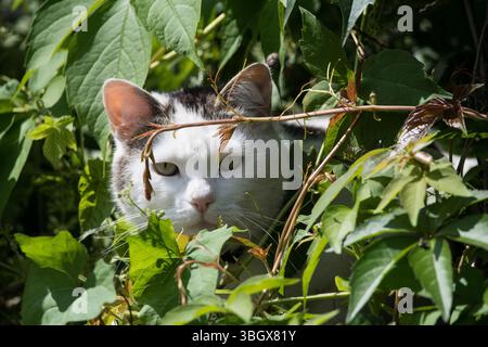 White-faced cat with a slightly grumpy expression peers out from dense green foliage. Only its head is visible, framed by lush natural growth. Stock Photo