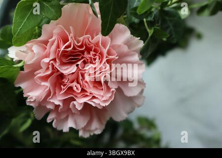 blooming pink carnation with ivy Stock Photo