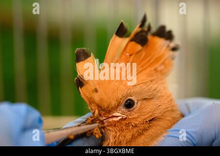 hospital staff are caring and feeding a brood of orphaned Eurasian hoopoe (Upupa epops هدهد ) fledglings at the Israeli Wildlife Hospital, Ramat Gan, Stock Photo
