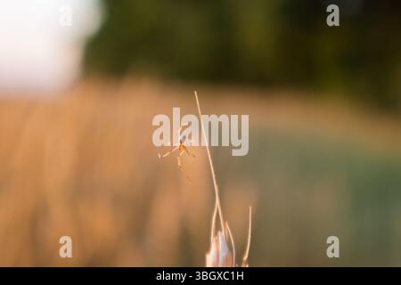 Macro view of spider hanging from wheat top strand in soft blurry nature background Stock Photo
