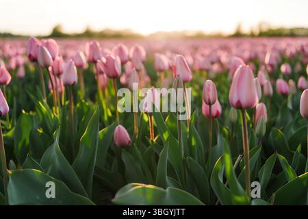 Warm Evening Light on Blooming Tulips in Lisse Stock Photo
