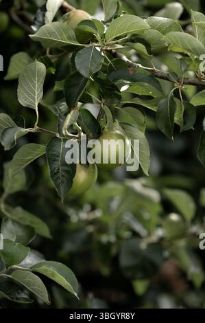 Green Apples Growing on a Tree Branch Stock Photo