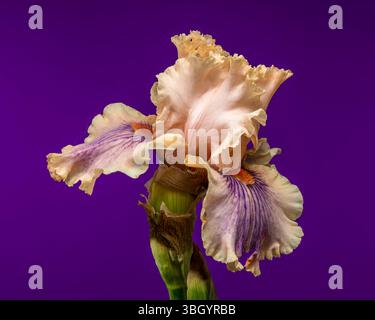 Soft Elegance of a Peach and Purple Bearded Iris on Royal Purple Stock Photo