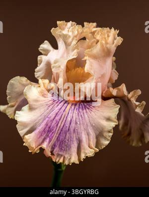 Soft Peach and Purple Iris Bloom with Bud on Brown Stock Photo