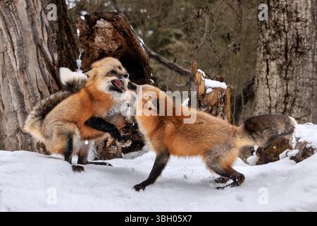 Red foxes are usually together in pairs or small groups consisting of families, such as a mated pair and their young, or a male with several females. Stock Photo