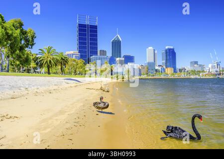 Two Black Swans on Swan River: one on shoreline, one floating in the water. Perth cityscape with its modern skyscrapers on background, Western Austral Stock Photo