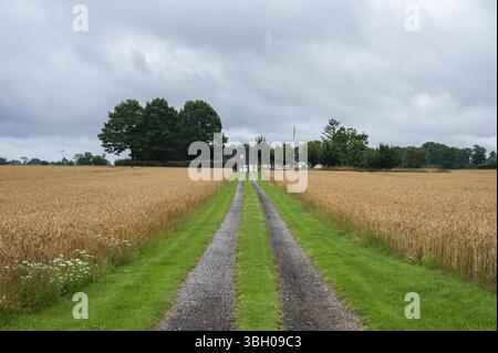 Dirty road through the agriculture fields at the Danish countryside around Maribo, Lolland, Denmark, Europe Stock Photo