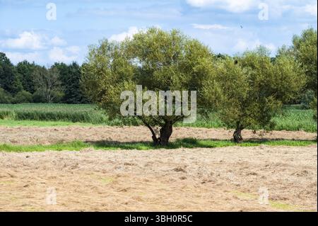 Trees in a harvested golden wheat field at the Flemish countryside around Aarschot, Belgium, Europe Stock Photo