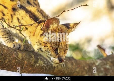 Portrait of Serval on a tree in natural habitat with blurred background. The scientific name is Leptailurus serval. The Serval is a spotted wild cat n Stock Photo