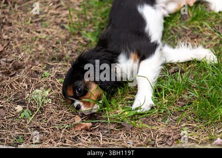 Cavalier king charles spaniel tricolor puppy. Dog puppy lying on grass in garden. Stock Photo