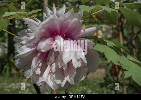 White and pink peony flower variety isolated with rain drops Stock Photo