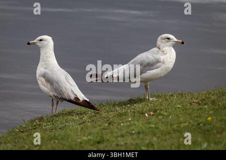 Pair of Ring-billed Gulls or Larus delawarensis on the shore of Green Valley Lake in Payson, Arizona. Stock Photo