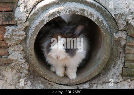 Cute domestic black and white rabbit, isolated in a cement tube Stock Photo