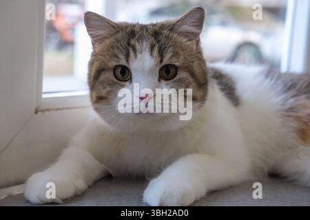Brown tabby and white British Shorthair cat Stock Photo