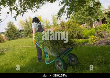 Smiling woman gardener in striped T-shirt and gray overalls collects trimmed branches in a green backyard. Concept of seasonal garden care, pruning, a Stock Photo