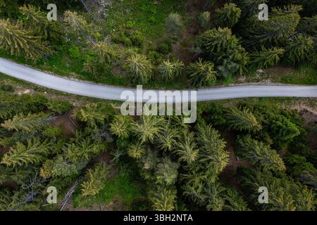 Aerial top down view to curvy road in the coniferous forest in Rhodope Mountains near to Smolyan, Bulgaria Stock Photo