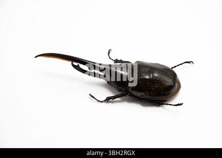 The amazing beetle Dynastes Hercules isolated on white background in top view. Stock Photo