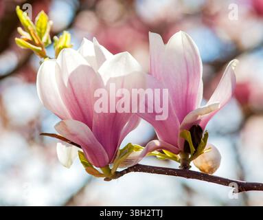 Pink magnolia flowers on spring twigs. Stock Photo