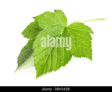 Black Currant leaf isolated on white background. Currant leaf closeup studio photo Stock Photo