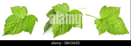 Black Currant leaf isolated on white background. Currant leaf closeup studio photo  is completely in focus after stacking the images Stock Photo