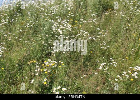 The Plants on a Hillside Wild Flower Meadow. Stock Photo