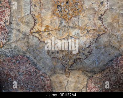 Beautiful Polished Marble Texture with Natural Veining Stock Photo