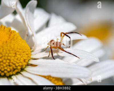 little brown spider on daisy's petals Stock Photo
