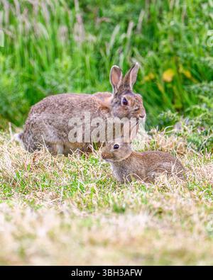 Wild Baby Rabbit Family (Oryctolagus cuniculus) in grass near to warren ...