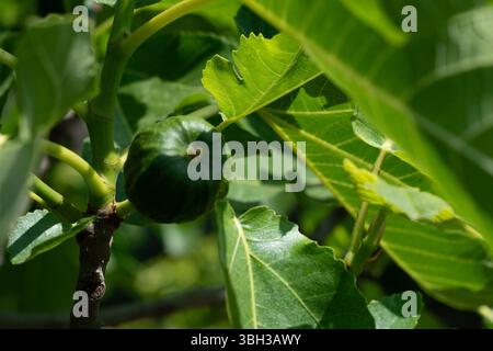 A close-up of an unripe fig on a fig tree in a garden in Besalu, Spain Stock Photo