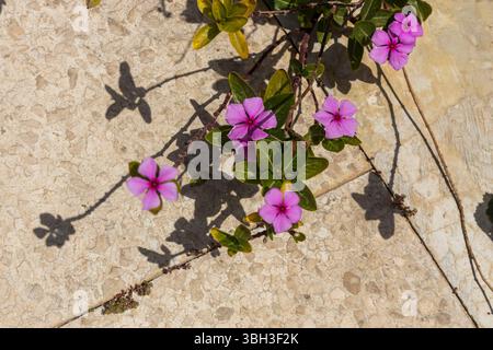 Purple Periwinkle Flowers On Stone Pavement Stock Photo