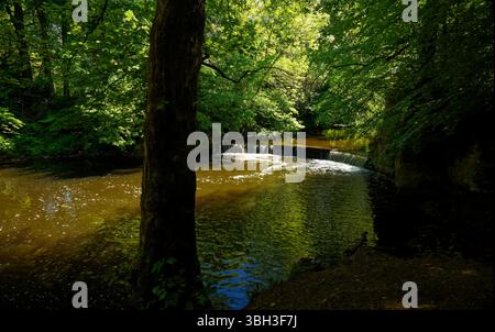 A small waterfall over a weir on a shady river in woodland, Marple, Stockport, Greater Manchester. Stock Photo
