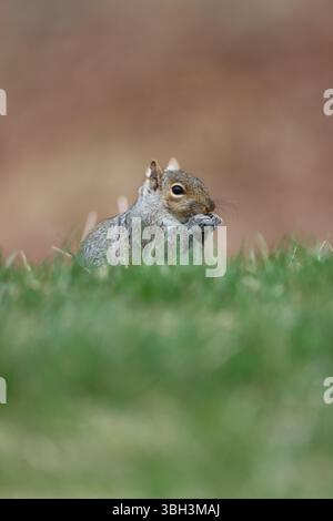 Profile of an eastern gray squirrel eating Stock Photo