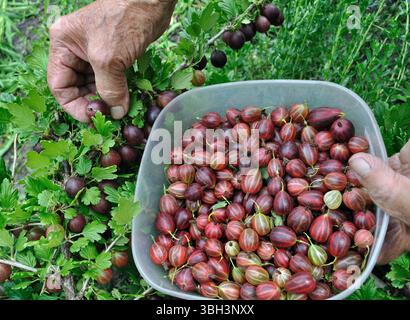 hands of senior woman picking ripe organic gooseberries in the garden Stock Photo