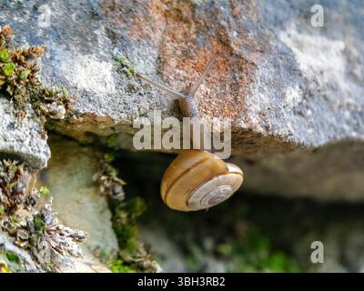 A large rock snail (Chilostoma cingulatum), photographed on a rock face near Spiazzo. The village of Spiazzo is located south of Monte Baldo. Stock Photo