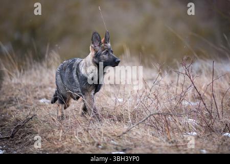 Photograph of a focused puppy in wilderness, brindle fur and bright eyes against muted brown grass, illustrating canine awareness, early training Stock Photo