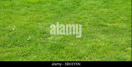 Freshly cut green grass lawn outside pattern background Stock Photo