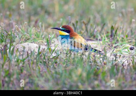 European bee-eater (Merops apiaster) sitting on its nest burrow in the sand. Photo from Tiszaalpár,  Hungary. Stock Photo