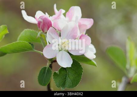 Apple blossom. Spring blossoms of Malus Domestica Greensleeves, a dessert cultivar flowering in April. UK Stock Photo
