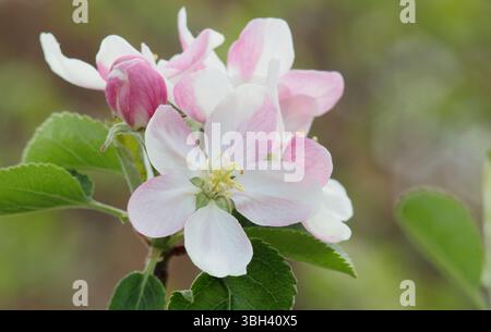 Apple blossom. Spring blossoms of Malus Domestica Greensleeves, a dessert cultivar flowering in April. UK Stock Photo