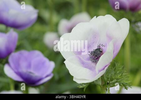 Anemone 'Galilee Pastel Mix', poppy flowered garden anemones displaying characteristic pastel shades in April. UK Stock Photo