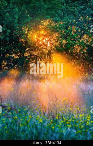 Orange glow from rising sun seen through trees with layer of mist on ground - central France. Stock Photo