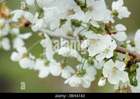 Spring blossom. Kordia. Prunus avium Kordia. Spring blossom of Sweet Cherry,  Prunus avium Kordia. UK Stock Photo