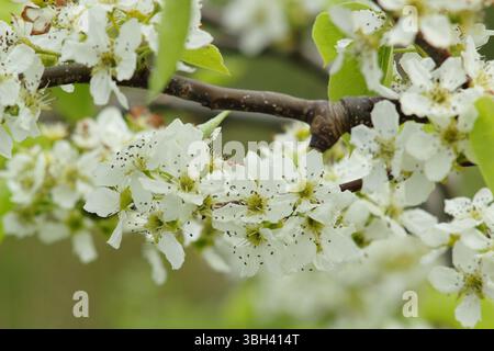Asian pear blossom. Pyrus Pyrifolia Chojuro. Spring blossom of Asian pear, Pyrus Pyrifolia Chojuro Stock Photo