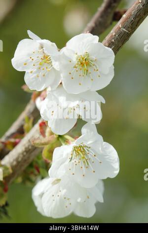 Spring blossom of Prunus avium Colney. Blossom of  Cherry Colney, a late season sweet cherry tree. UK Stock Photo