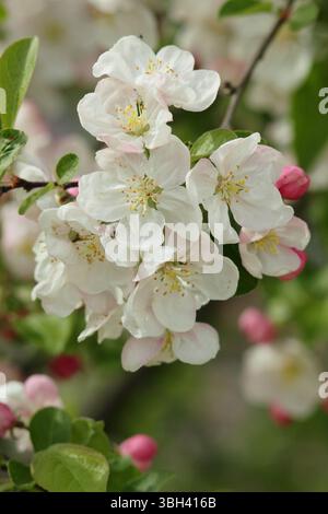 Spring blossom of Malus Evereste. Ornamental Crab apple tree Malus Evereste blossom in April. UK Stock Photo