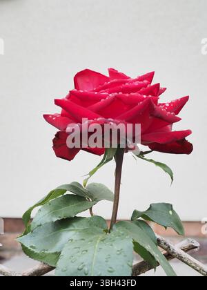 Red rose "Ruby Wedding"after the rain Stock Photo